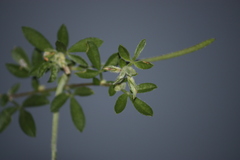 Rothia indica